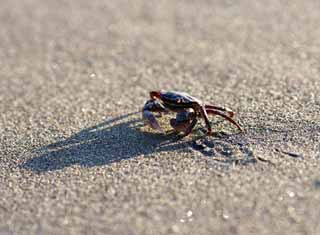 Foto, materiell, befreit, Landschaft, Bild, hat Foto auf Lager,Sand Krebse, Krabbe, , , Schatten