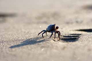 photo,material,free,landscape,picture,stock photo,Creative Commons,Sand crabs, Crab, , , Shadow