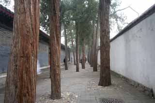 Foto, materieel, vrij, landschap, schilderstuk, bevoorraden foto,Summer Palace Street, Japanse ceder, Buitenmuur, Komichi, Kinderkopje