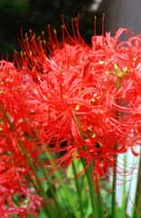 photo,material,free,landscape,picture,stock photo,Creative Commons,Crimson cluster-amaryllis, red, , , 