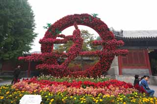 photo,material,free,landscape,picture,stock photo,Creative Commons,Summer Palace flower decorations, Begonia, Flowerbed, Gardening, Planting