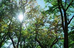 photo,material,free,landscape,picture,stock photo,Creative Commons,Quiet autumn in a wood, green, branch, , 