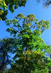 fotografia, materiale, libero il panorama, dipinga, fotografia di scorta,Albero che si sforza di crescere, verde, ramo, , 