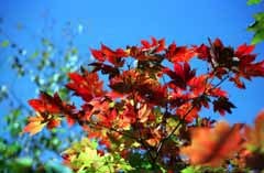 foto,tela,gratis,paisaje,fotografa,idea,Rojo extendido, Permisos de otoo, Rojo, Cielo azul, 