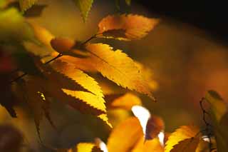 Foto, materieel, vrij, landschap, schilderstuk, bevoorraden foto,Zelkova veranderende kleuren, Geel, Verloven, Vel ader, Herfst kleur