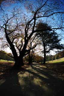 Foto, materiell, befreit, Landschaft, Bild, hat Foto auf Lager,Herbst-Park, Blauer Himmel, Grass, Bume, Herbst geht