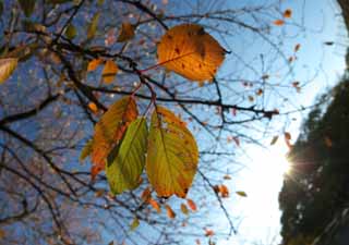 Foto, materieel, vrij, landschap, schilderstuk, bevoorraden foto,Cherry herfst bladeren, Blauwe lucht, Aftakking, Zon, Herfst laat