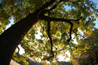 fotografia, materiale, libero il panorama, dipinga, fotografia di scorta,Autunno Park, Cielo blu, , , Foglie di autunno