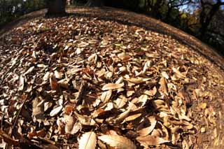 Foto, materieel, vrij, landschap, schilderstuk, bevoorraden foto,Autumn Park, Gevallene verloven, Ontbladering, Bomen, Gemaald