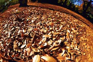 illust, materiale, libero panorama, ritratto dipinto, matita di colore disegna a pastello, disegnando,Autunno Park, Foglie cadute, Defoliazione, Alberi, Terra