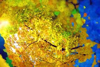 illustration,material,free,landscape,picture,painting,color pencil,crayon,drawing,Zelkova changing colors, Yellow, Leaves, Branch, Autumn color