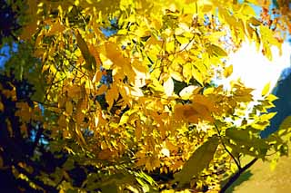 illust, matire, libre, paysage, image, le tableau, crayon de la couleur, colorie, en tirant,Zelkova en modifiant les couleurs,, Jaune, Feuilles, Branche, Couleur de l'automne