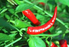 photo,material,free,landscape,picture,stock photo,Creative Commons,Red peppers, fruit, red, , 