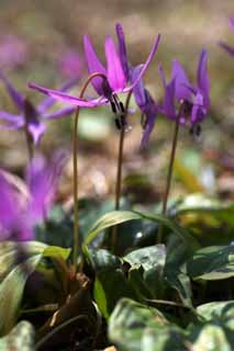 photo,material,free,landscape,picture,stock photo,Creative Commons,Japanese dog's tooth violet flowers, Erythronium, , Ken Kyoko, 