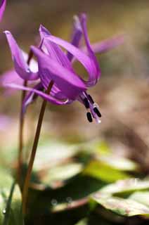 fotografia, material, livra, ajardine, imagine, proveja fotografia,Japons co do dente flores violeta, Erythronium, , Ken Kyoko, 