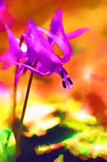 illust, material, livram, paisagem, quadro, pintura, lpis de cor, creiom, puxando,Japons co do dente flores violeta, Erythronium, , Ken Kyoko, 