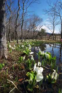 photo,material,free,landscape,picture,stock photo,Creative Commons,Skunk Cabbage waterside, White Arum, To tropical ginger, Skunk Cabbage, Marshland