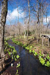 photo,material,free,landscape,picture,stock photo,Creative Commons,Skunk Cabbage waterside, White Arum, To tropical ginger, Skunk Cabbage, Marshland