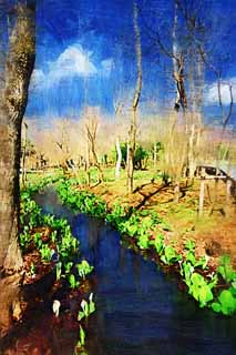 illustration,material,free,landscape,picture,painting,color pencil,crayon,drawing,Skunk Cabbage waterside, White Arum, To tropical ginger, Skunk Cabbage, Marshland