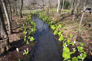 Foto, materieel, vrij, landschap, schilderstuk, bevoorraden foto,Skunk Witte kool waterkant, Witte Aronskelk, Naar tropische gember, Stinkdier Kool, Marshland