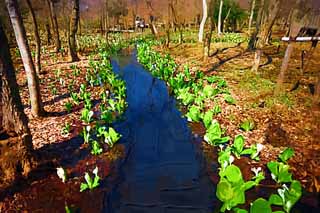 illustration,material,free,landscape,picture,painting,color pencil,crayon,drawing,Skunk Cabbage waterside, White Arum, To tropical ginger, Skunk Cabbage, Marshland