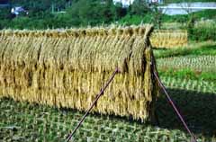 photo,material,free,landscape,picture,stock photo,Creative Commons,Harvest of this year, rice, rice, rice paddy, harvest