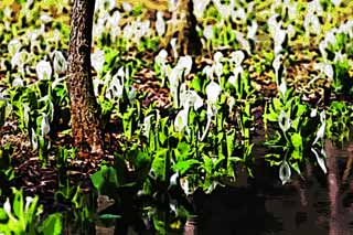 illustration,material,free,landscape,picture,painting,color pencil,crayon,drawing,Skunk Cabbage waterside, White Arum, To tropical ginger, Skunk Cabbage, Marshland