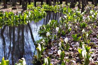photo,material,free,landscape,picture,stock photo,Creative Commons,Skunk Cabbage waterside, White Arum, To tropical ginger, Skunk Cabbage, Marshland