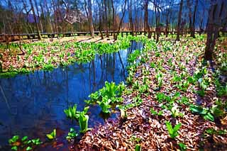 illustration,material,free,landscape,picture,painting,color pencil,crayon,drawing,Skunk Cabbage waterside, White Arum, To tropical ginger, Skunk Cabbage, Marshland