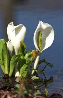 photo, la matire, libre, amnage, dcrivez, photo de la rserve,Skunk chou blanc, Arum blanc, Au gingembre tropique, Chou du putois, Terrain marcageux