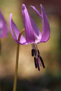 fotografia, material, livra, ajardine, imagine, proveja fotografia,Japons co do dente flores violeta, Erythronium, , Ken Kyoko, 