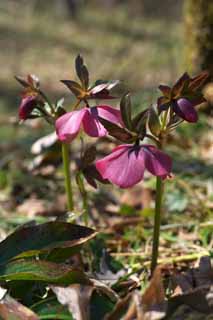 Foto, materiell, befreit, Landschaft, Bild, hat Foto auf Lager,Christmas Rose, Lassen Sie Blumen los, Bltenblatt, HEREBORASU, Ranunculaceae