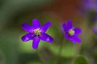 Foto, materiell, befreit, Landschaft, Bild, hat Foto auf Lager,Lila und Blau Blumen, Lassen Sie Blumen los, Bltenblatt, Aufnahme, Staubblatt