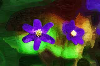 illust,tela,gratis,paisaje,fotografa,idea,pintura,Lpiz de color,dibujo,Prpura y flores de color azul, Flores de primavera, Ptalo, Toma, Estambre