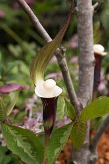 foto,tela,gratis,paisaje,fotografa,idea,YUKIMOCHISOU, Flores de primavera, Brown, Pelota blanca, Araceae