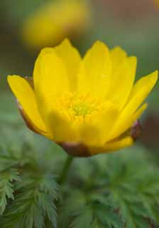 photo,material,free,landscape,picture,stock photo,Creative Commons,Far East Amur adonis, GANJITSUSOU, New Year's Day grass, Yellow, Spring EFEMERARU