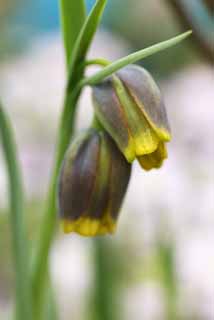 fotografia, materiale, libero il panorama, dipinga, fotografia di scorta,T e fiori gialli, Fiori di Primavera, Petalo, Prenda, Stame