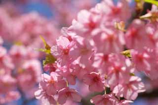 photo,material,free,landscape,picture,stock photo,Creative Commons,Sakura Kawazu, Sakura, Sakura, Cherry, Sakura