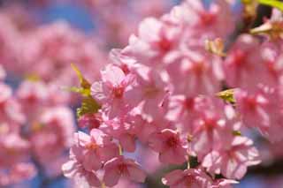 ,,, ,,, kawazu, Sakura., , , 