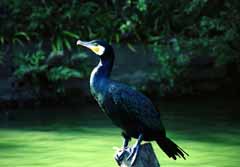 photo,material,free,landscape,picture,stock photo,Creative Commons,Cormorant, cormorant, pond, , 