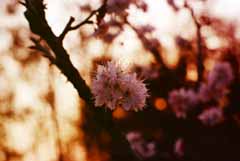 photo,material,free,landscape,picture,stock photo,Creative Commons,Cherry blossoms in the evening, setting sun, red, cherry, 