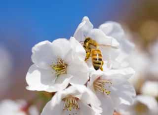 Foto, materieel, vrij, landschap, schilderstuk, bevoorraden foto,Spring Bee, Sakura, , Kers, Beeen