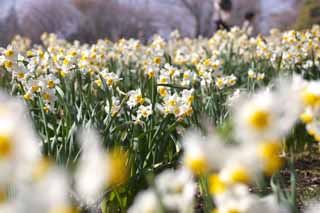 photo,material,free,landscape,picture,stock photo,Creative Commons,Narcissus flower bed, SUISEN, Narcissus, Narcissus, Yellow