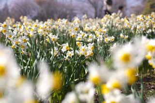 Foto, materieel, vrij, landschap, schilderstuk, bevoorraden foto,Narcissus bloem bed, SUISEN, Narcis, , Geel