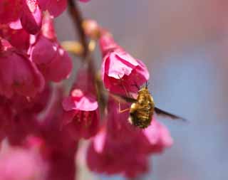 fotografia, materiale, libero il panorama, dipinga, fotografia di scorta,Api a freddo Scarlet Cherry, Kan tocca col ginocchio KURA, Cherry, Sakura, Ciliegia fredda e scarlatta