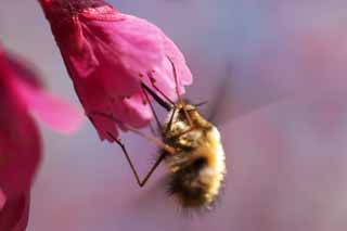 foto,tela,gratis,paisaje,fotografa,idea,Las abejas en fro Scarlet Cherry, KURA de rodilla de Kan., Cereza, Sakura, Cereza fra escarlata