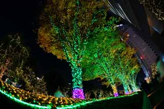 fotografia, materiale, libero il panorama, dipinga, fotografia di scorta,Shinjuku di notte, Passeggiate, Fine dell'anno, RANBURINGUTERASU, Illuminazione