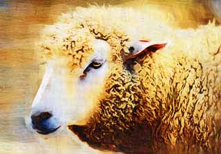 illustration,material,free,landscape,picture,painting,color pencil,crayon,drawing,Sheep, Sheep, Wool, Livestock, Glance