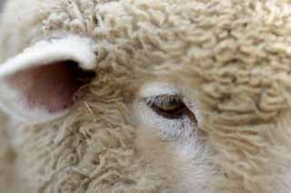 photo,material,free,landscape,picture,stock photo,Creative Commons,Sheep, Sheep, Wool, Livestock, Glance