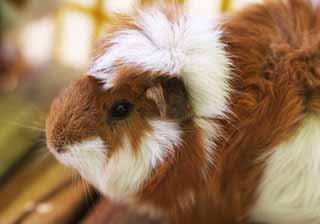 photo,material,free,landscape,picture,stock photo,Creative Commons,Guinea pig, More MORU, Guinea pig, Livestock, Cavia